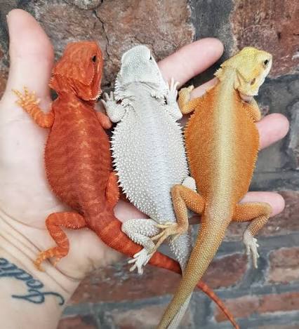 Bearded dragon breeder gently holding a healthy captive bred bearded dragon at Golden Scale Bearded Dragons