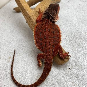 DarkRed Het HypoTrans Bluebars