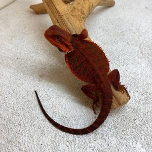 DarkRed Trans Het Hypo Tigerbars