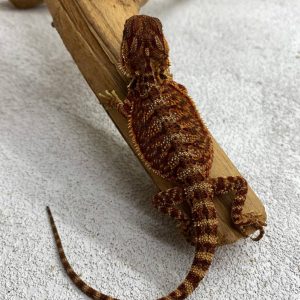 DarkRed Het HypoTrans