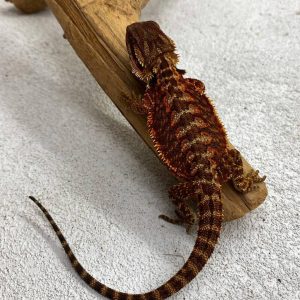 DarkRed Het HypoTrans