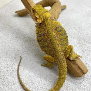 SuperCitrus Hypo Het Trans Bluebars
