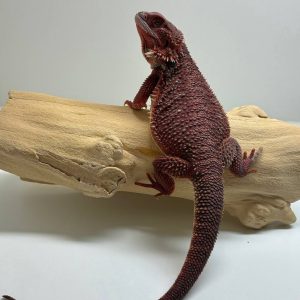 Translucent Red Male