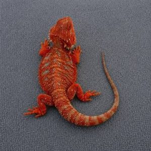 Hypo Red