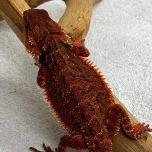 DarkRed Het Hypo Trans