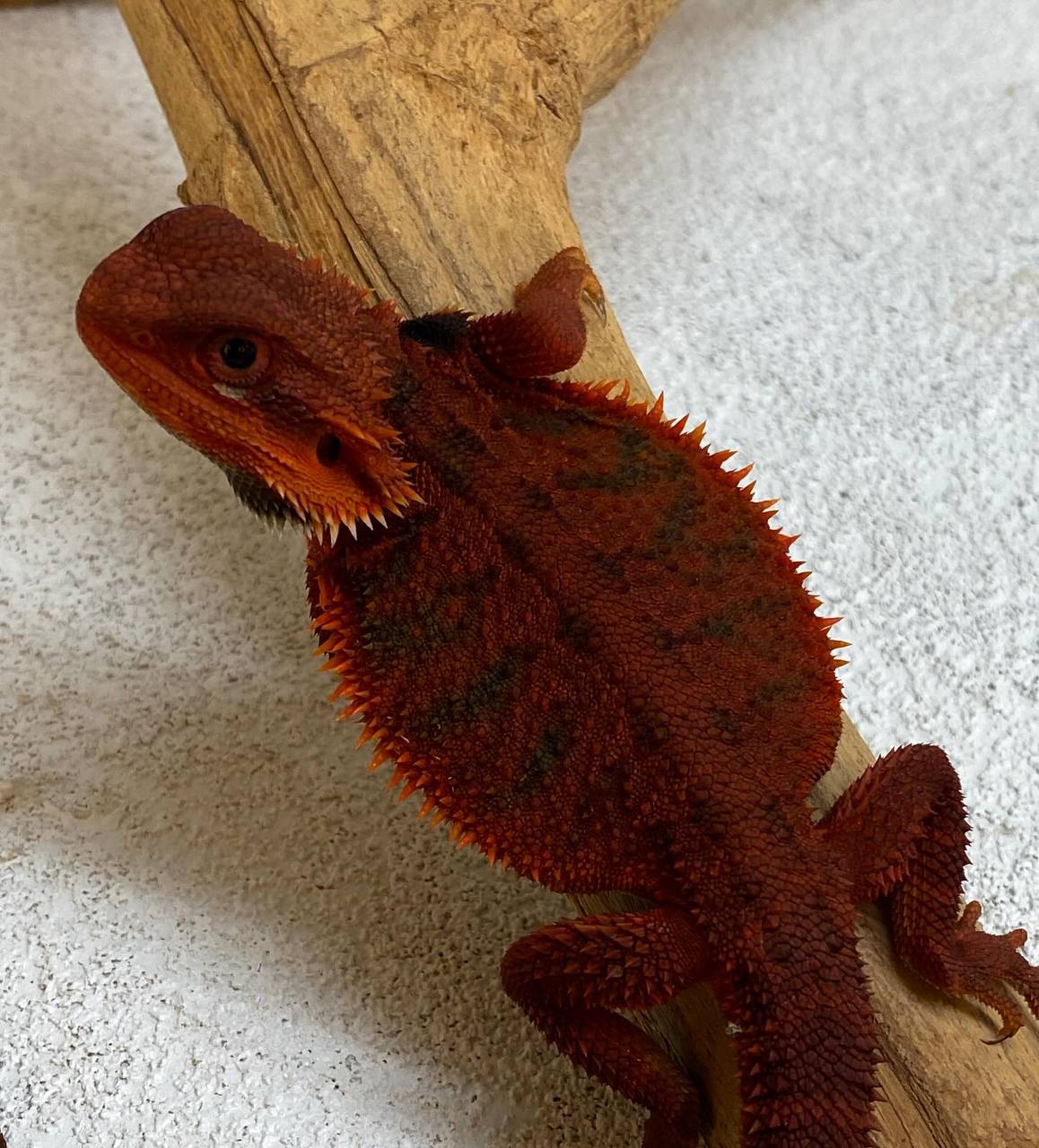 DarkRed Trans Het Hypo Tigerbars - Image 2