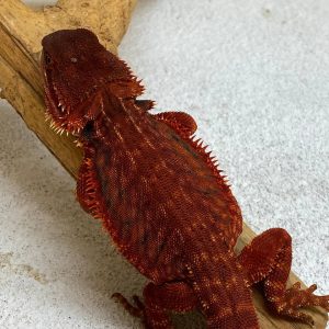 DarkRed Leatherback Het HypoTrans Possible Genetic Stripe