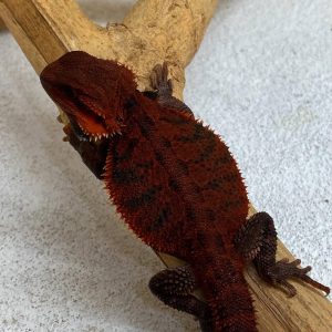 Quality DarkRed Trans Het Hypo Tigerbars
