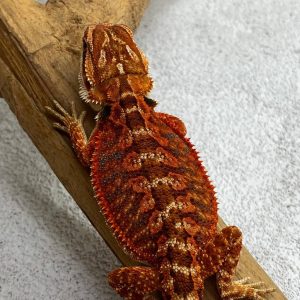 SuperRed Het Hypo Trans