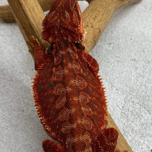 DarkRed Leatherback Het Hypo Trans