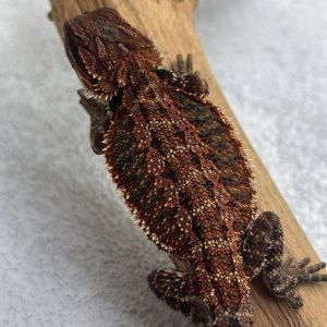 Dark Red Het Hypo Trans
