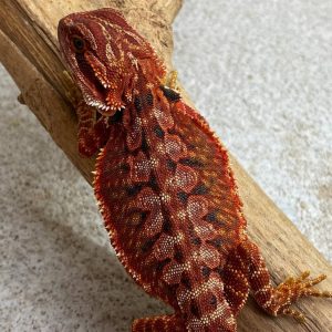 Quality DarkRed Leatherback Het HypoTrans