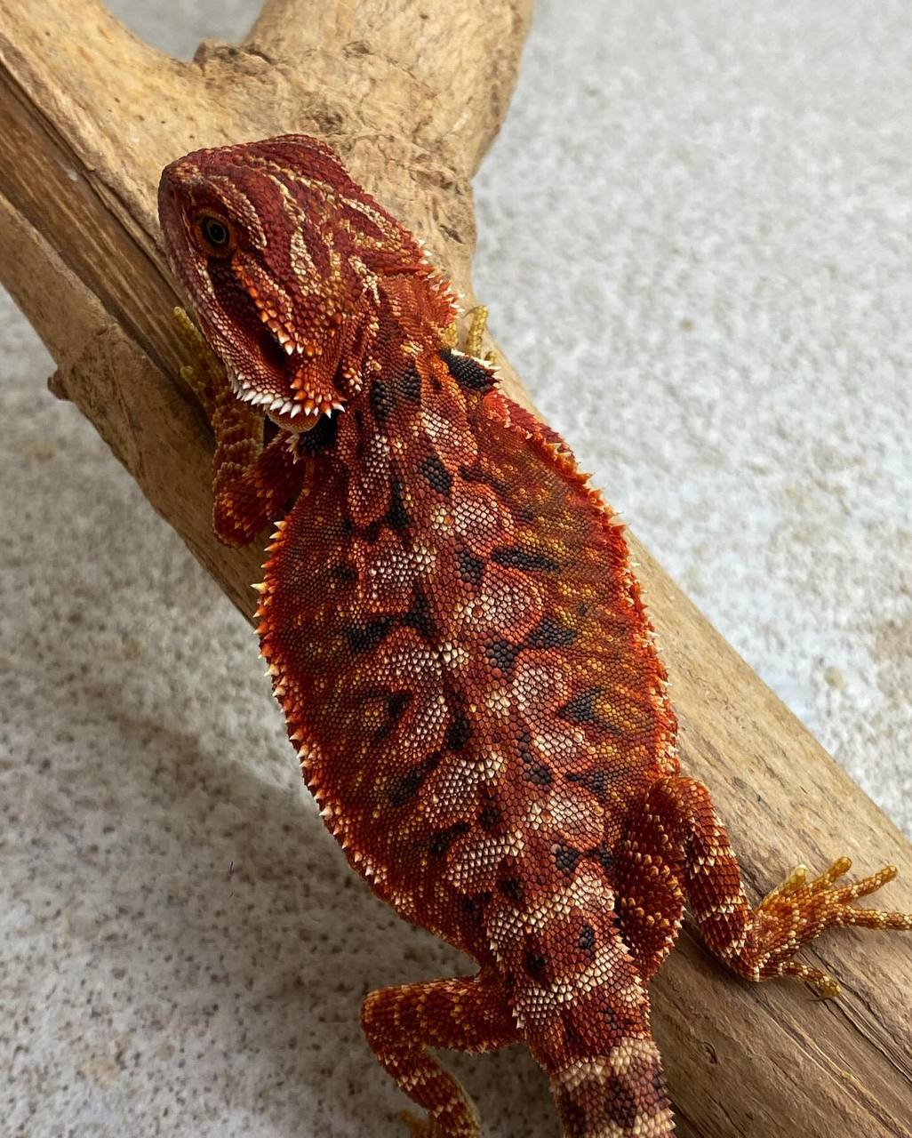 Quality DarkRed Leatherback Het HypoTrans