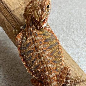 Hypo Leatherback Het Trans Bluebars