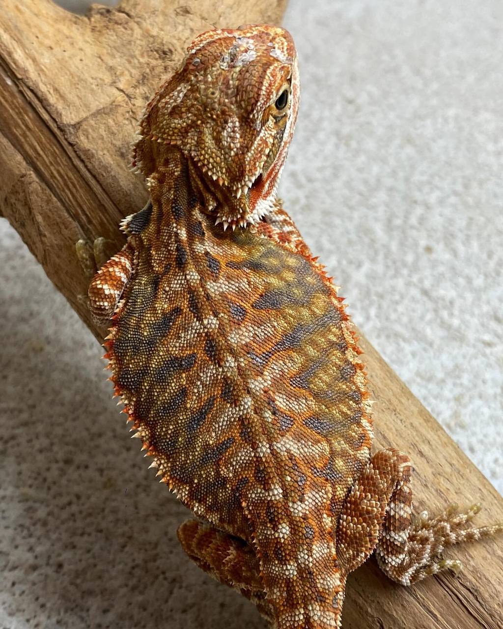 Hypo Leatherback Het Trans Bluebars