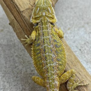 Citrus Hypo Het Trans Genetic Stripe Bluebars