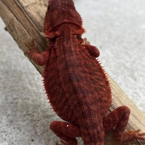 Dark Red Trans Leatherback Het Hypo