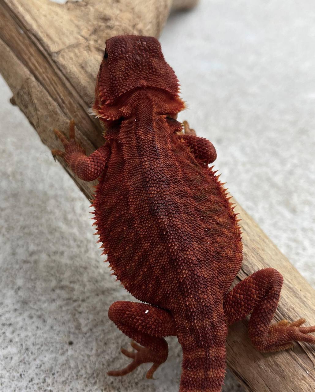 Dark Red Trans Leatherback Het Hypo