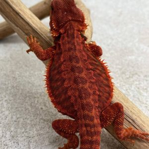 Dark Red Trans Leatherback Het Hypo