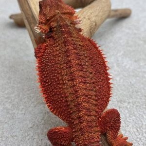 Dark Red Het Hypo Trans Genetic Stripe