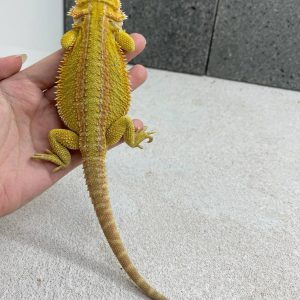 Citrus Hypo Het Trans Genetic Stripe