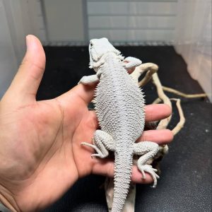 Hypo Zero