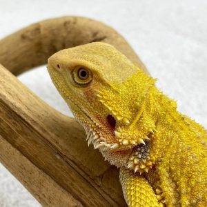 SuperCitrus Hypo Het Trans