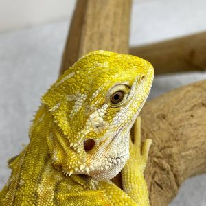 SuperCitrus Hypo Leatherback Het Trans Genetic Stripe