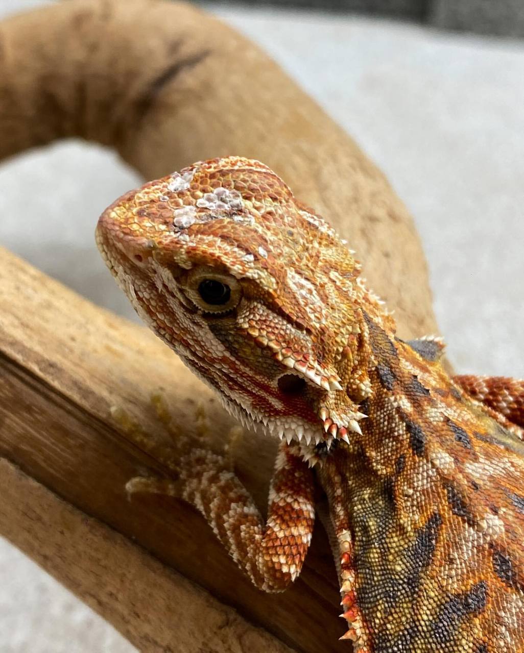 Hypo Leatherback Het Trans Bluebars - Image 2
