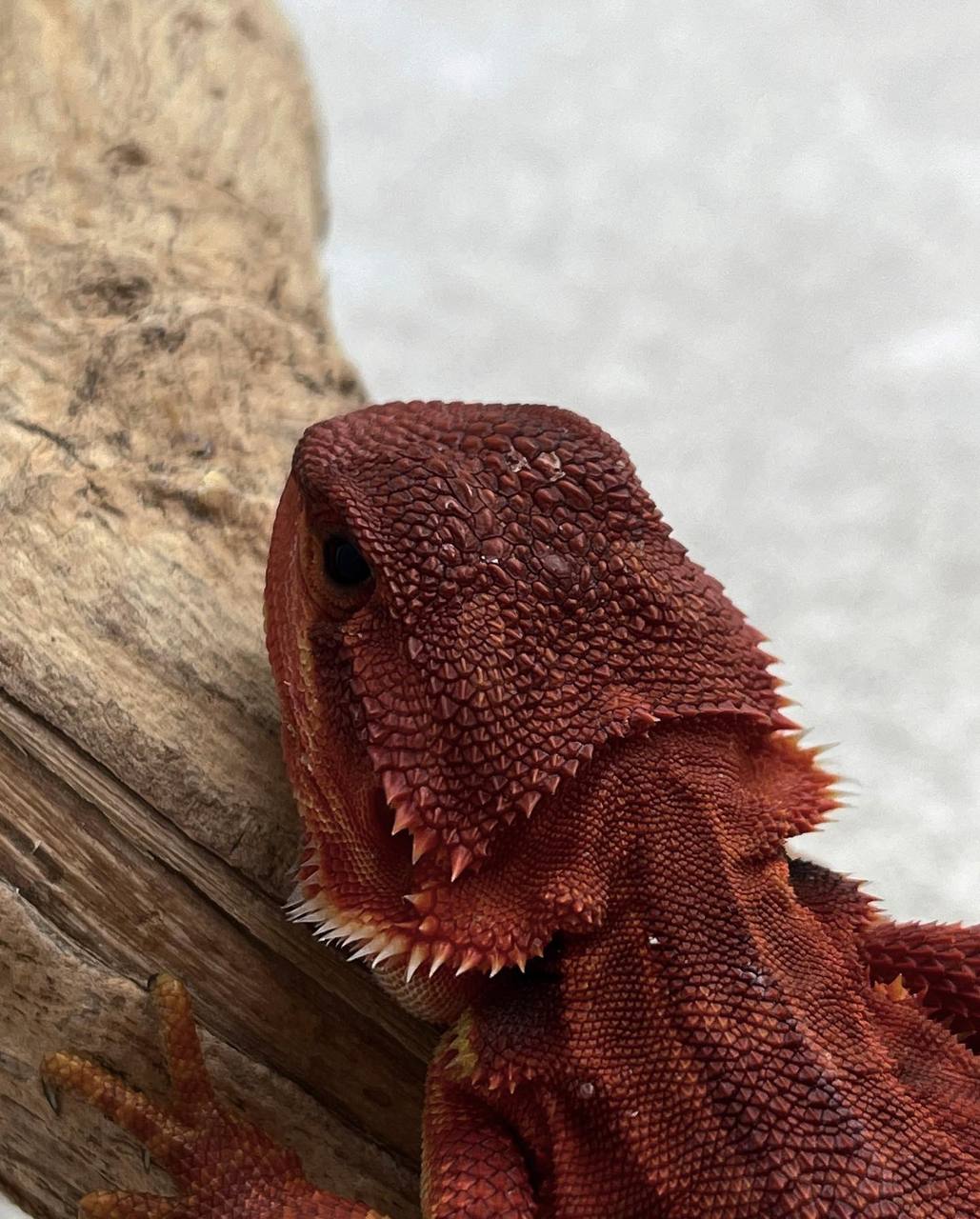 Dark Red Trans Leatherback Het Hypo - Image 2
