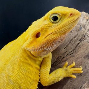 Translucent Citrus Leatherback