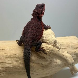 Translucent Dark Red Monster